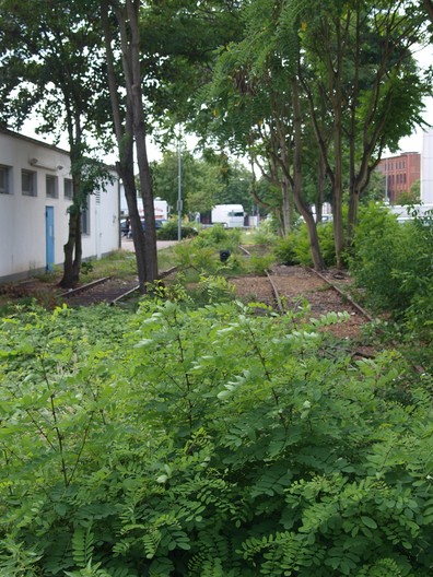 Das ehemalige Stammgleis in der Orber Straße