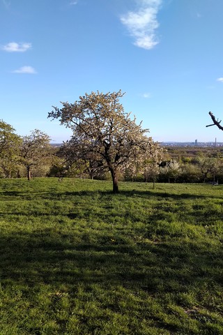 Streuobstwiese am Berger Hang