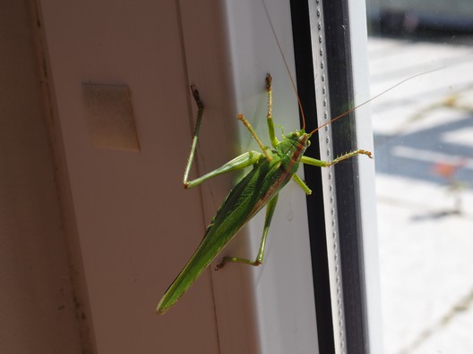 Ein riesengroßer Grashüpfer