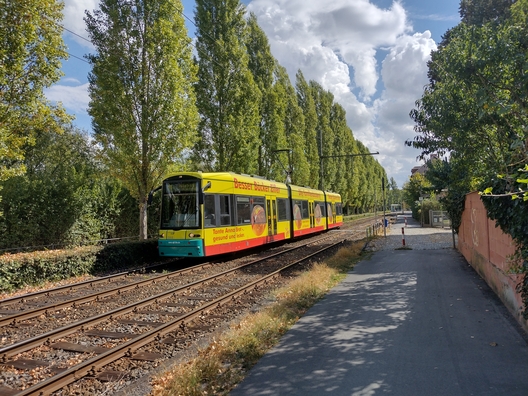 Eine Straßenbahn der Linie 11 am Mainufer in Fechenheim